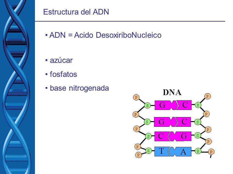 Estructura del ADN ADN = Acido DesoxiriboNucleico azúcar fosfatos base nitrogenada