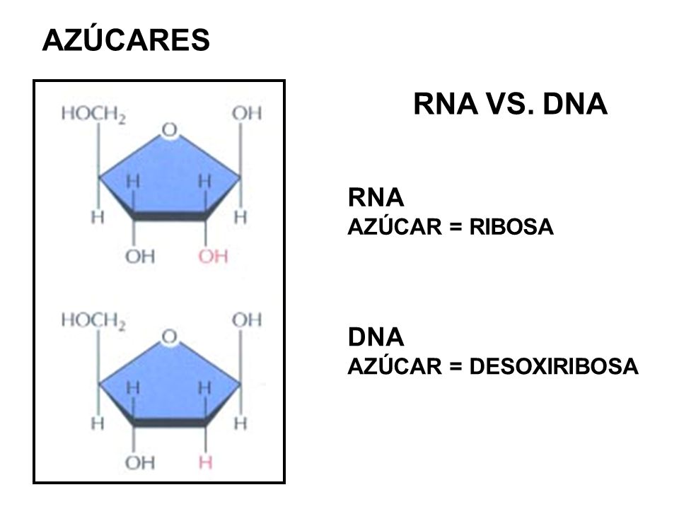 AZÚCARES RNA VS. DNA RNA AZÚCAR = RIBOSA DNA AZÚCAR = DESOXIRIBOSA