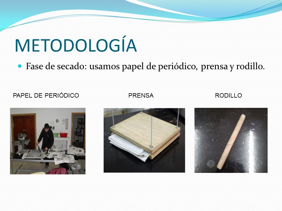 METODOLOGÍA Fase de secado: usamos papel de periódico, prensa y rodillo. PAPEL DE PERIÓDICO. PRENSA.