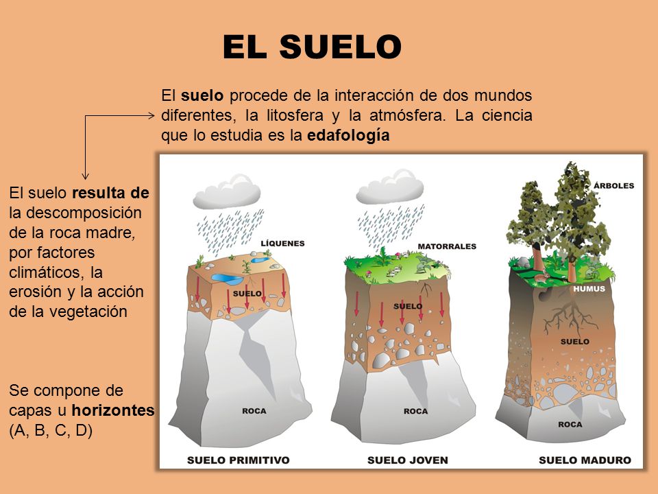 EL SUELO El suelo procede de la interacción de dos mundos diferentes, la litosfera y la atmósfera. La ciencia que lo estudia es la edafología.