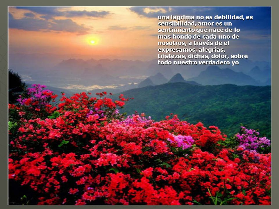 una lagrima no es debilidad, es sensibilidad, amor es un sentimiento que nace de lo mas hondo de cada uno de nosotros, a través de el expresamos, alegrías, tristezas, dichas, dolor, sobre todo nuestro verdadero yo