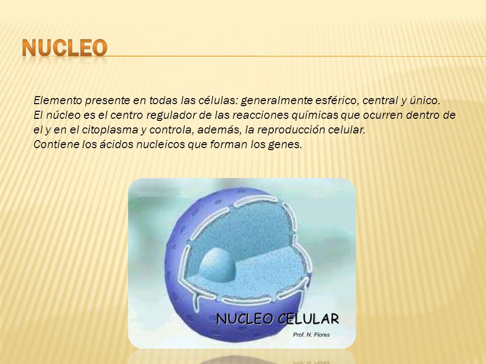 NUCLEO Elemento presente en todas las células: generalmente esférico, central y único.