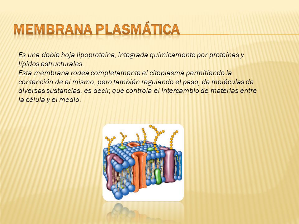 Membrana plasmática Es una doble hoja lipoproteína, integrada químicamente por proteínas y lípidos estructurales.