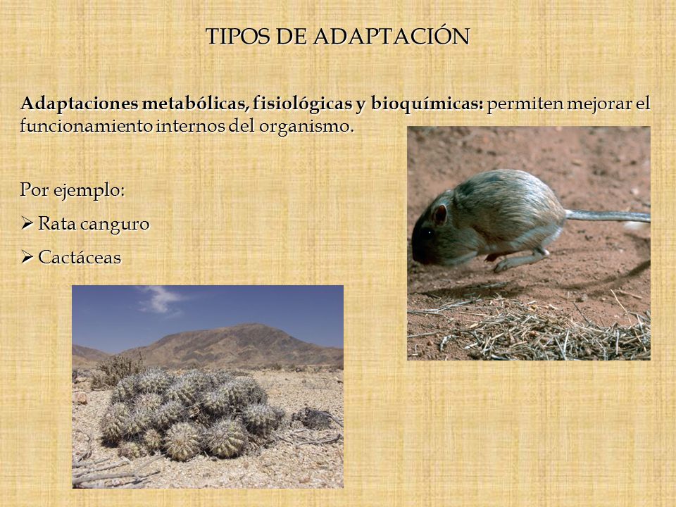 TIPOS DE ADAPTACIÓN Adaptaciones metabólicas, fisiológicas y bioquímicas: permiten mejorar el funcionamiento internos del organismo.