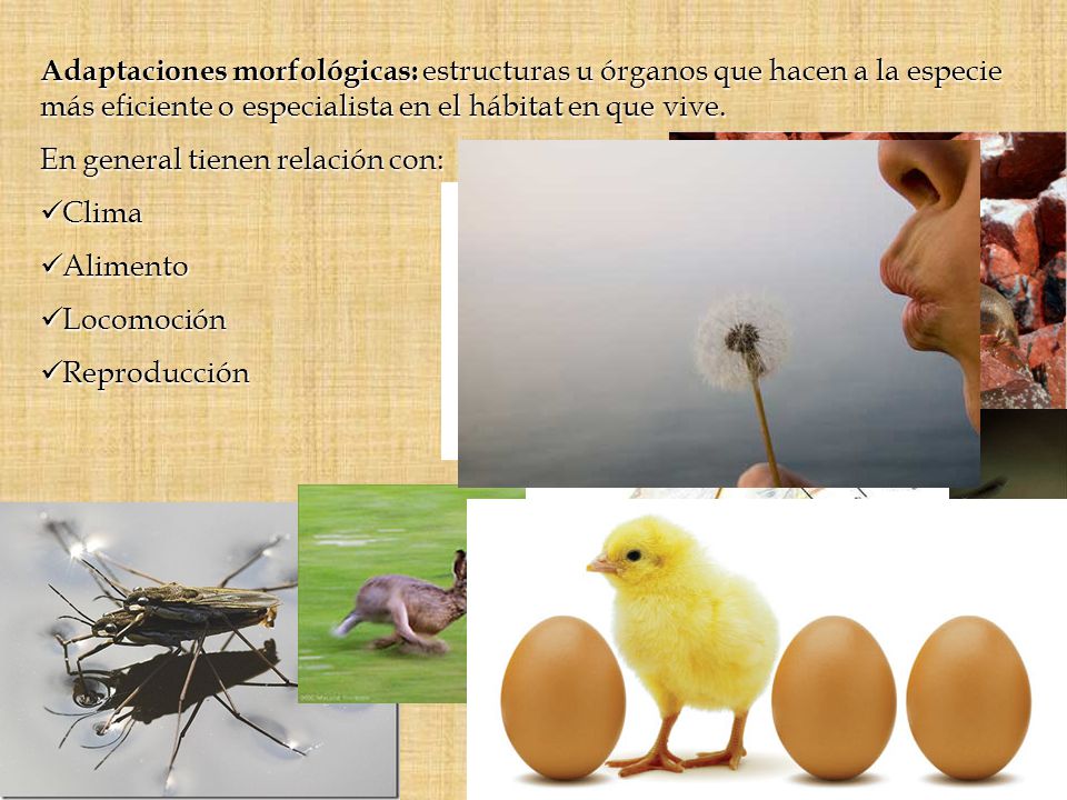 Adaptaciones morfológicas: estructuras u órganos que hacen a la especie más eficiente o especialista en el hábitat en que vive.