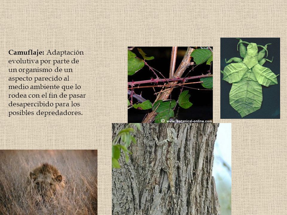 Camuflaje: Adaptación evolutiva por parte de un organismo de un aspecto parecido al medio ambiente que lo rodea con el fin de pasar desapercibido para los posibles depredadores.