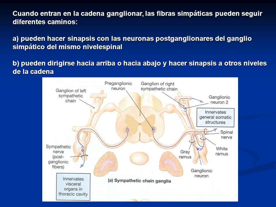 Cuando entran en la cadena ganglionar, las fibras simpáticas pueden seguir diferentes caminos: