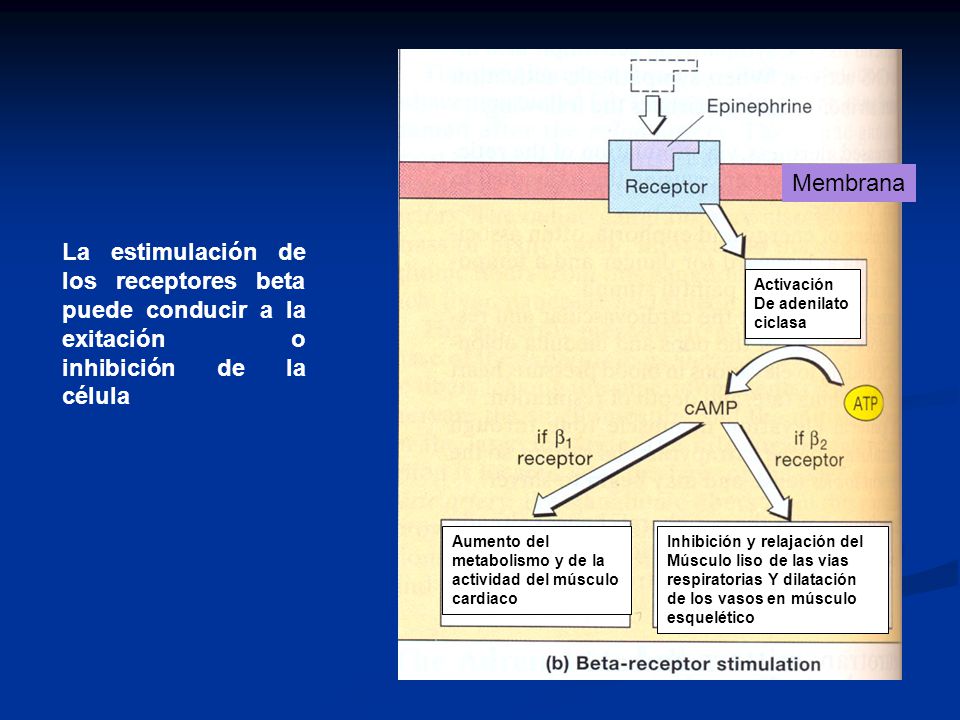 Membrana La estimulación de los receptores beta puede conducir a la exitación o inhibición de la célula.