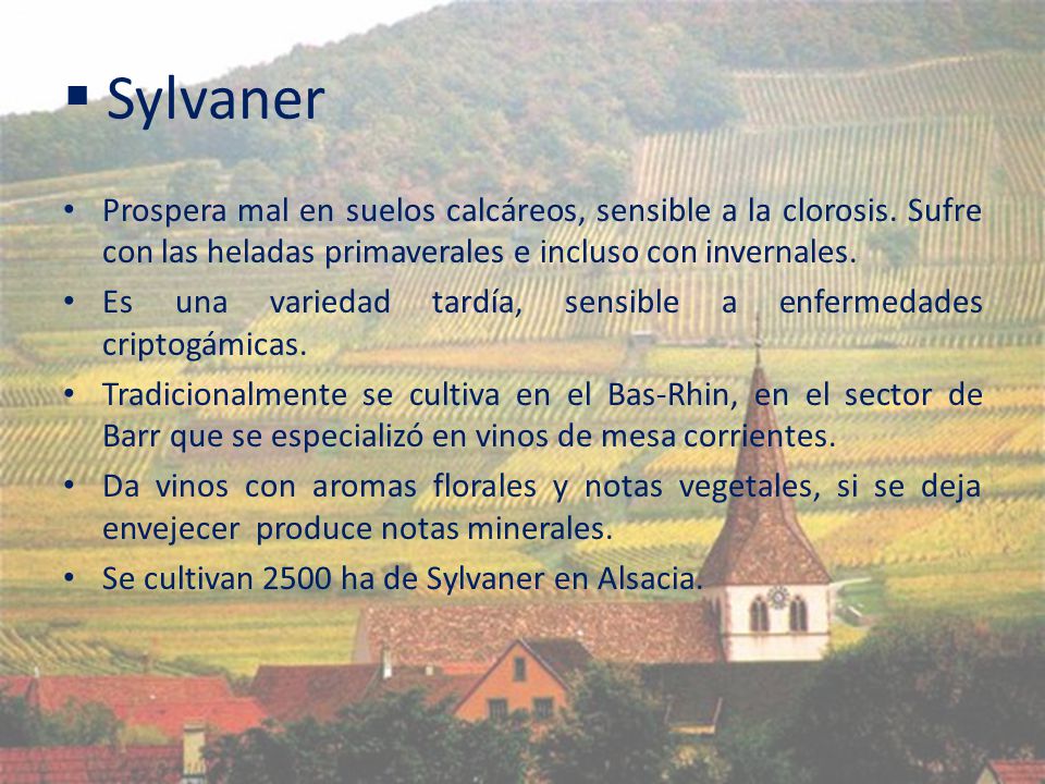 Sylvaner Prospera mal en suelos calcáreos, sensible a la clorosis. Sufre con las heladas primaverales e incluso con invernales.