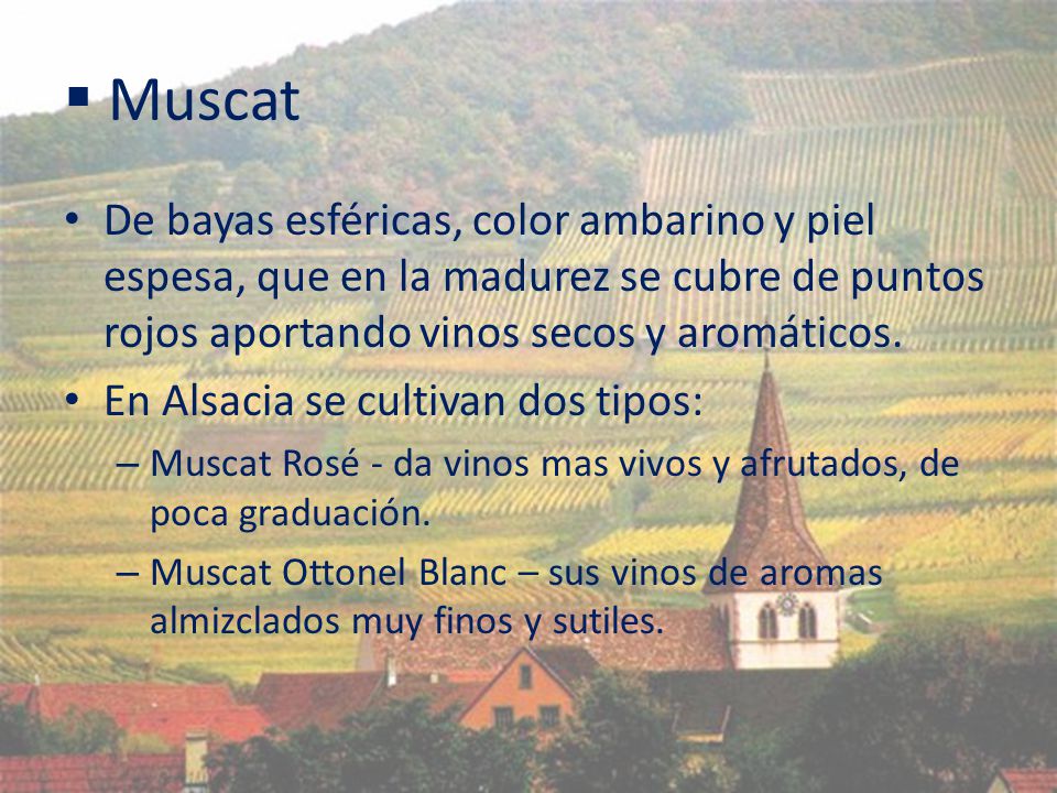 Muscat De bayas esféricas, color ambarino y piel espesa, que en la madurez se cubre de puntos rojos aportando vinos secos y aromáticos.