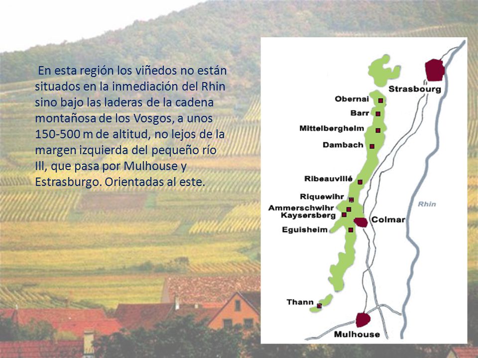 En esta región los viñedos no están situados en la inmediación del Rhin sino bajo las laderas de la cadena montañosa de los Vosgos, a unos m de altitud, no lejos de la margen izquierda del pequeño río Ill, que pasa por Mulhouse y Estrasburgo.