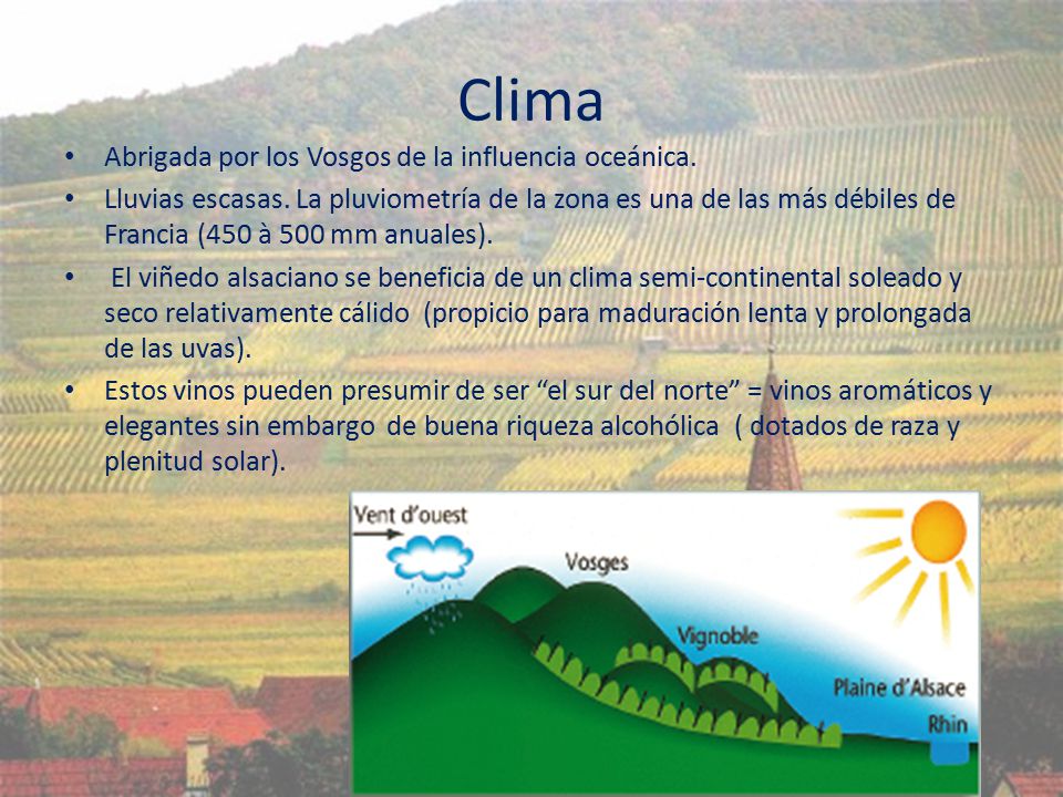 Clima Abrigada por los Vosgos de la influencia oceánica.