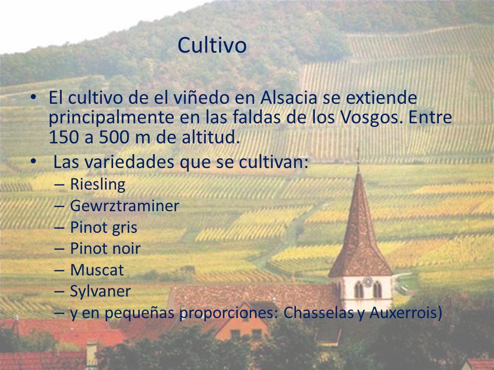 Cultivo El cultivo de el viñedo en Alsacia se extiende principalmente en las faldas de los Vosgos. Entre 150 a 500 m de altitud.