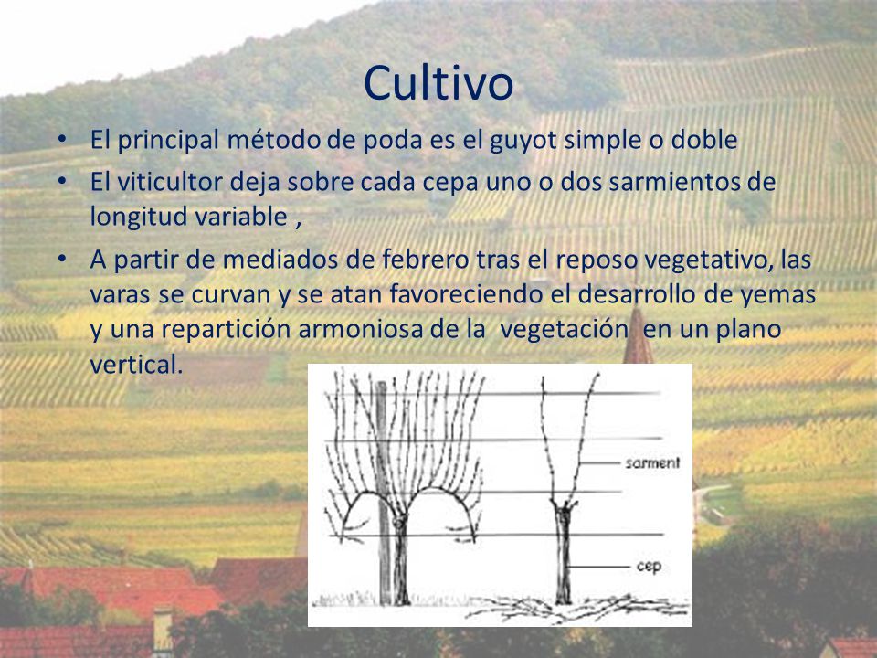 Cultivo El principal método de poda es el guyot simple o doble