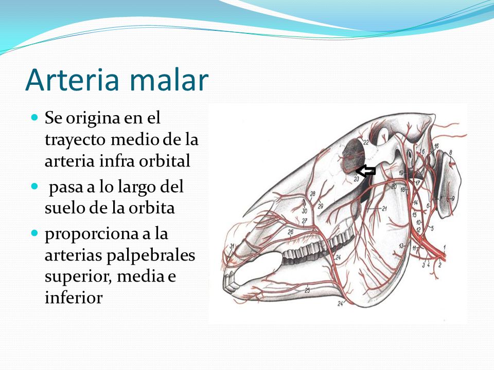Arteria malar Se origina en el trayecto medio de la arteria infra orbital. pasa a lo largo del suelo de la orbita.
