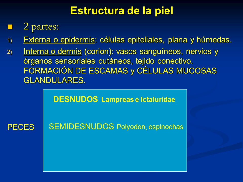 Estructura de la piel 2 partes: