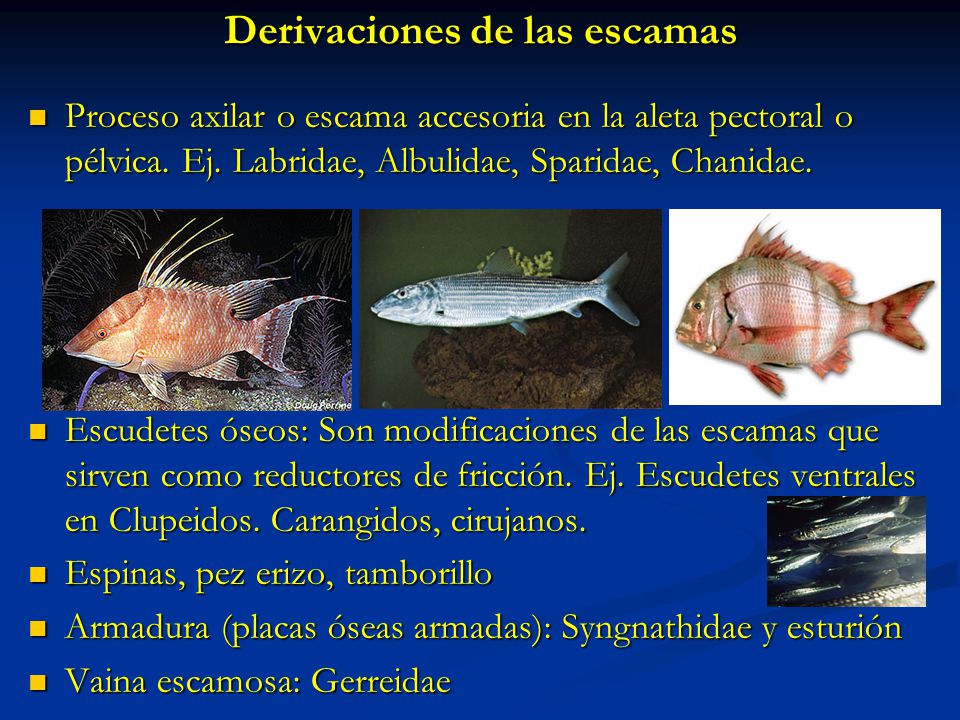 ESCAMAS PIEL Funciones: Protege de enfermedades. Contaminación. - ppt  descargar