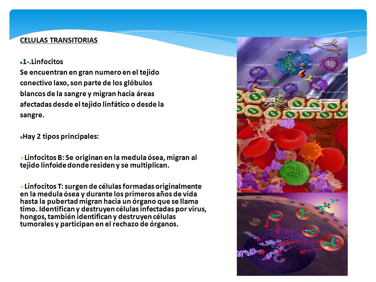 CELULAS TRANSITORIAS 1-.Linfocitos. Se encuentran en gran numero en el tejido. conectivo laxo, son parte de los glóbulos.