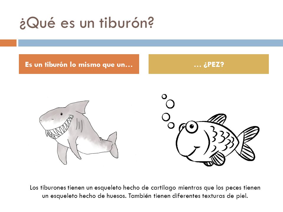Es un tiburón lo mismo que un…