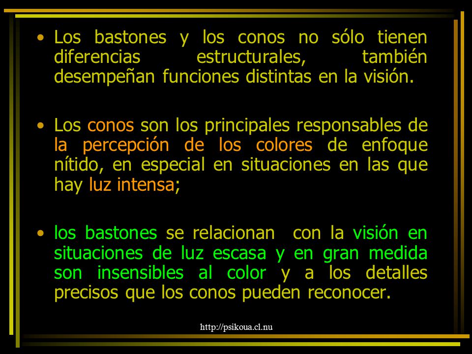 Los bastones y los conos no sólo tienen diferencias estructurales, también desempeñan funciones distintas en la visión.