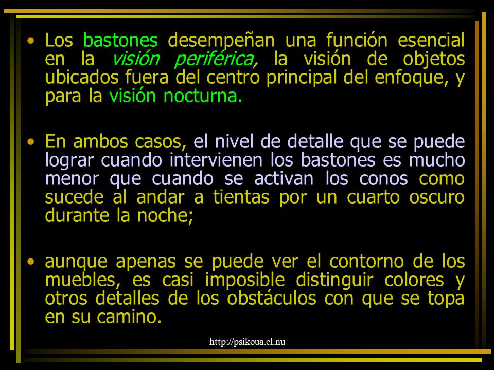 Los bastones desempeñan una función esencial en la visión periférica, la visión de objetos ubicados fuera del centro principal del enfoque, y para la visión nocturna.