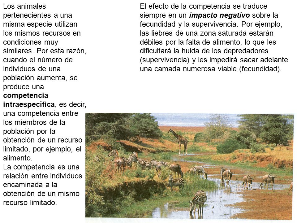 El efecto de la competencia se traduce siempre en un impacto negativo sobre la fecundidad y la supervivencia. Por ejemplo, las liebres de una zona saturada estarán débiles por la falta de alimento, lo que les dificultará la huida de los depredadores (supervivencia) y les impedirá sacar adelante una camada numerosa viable (fecundidad).