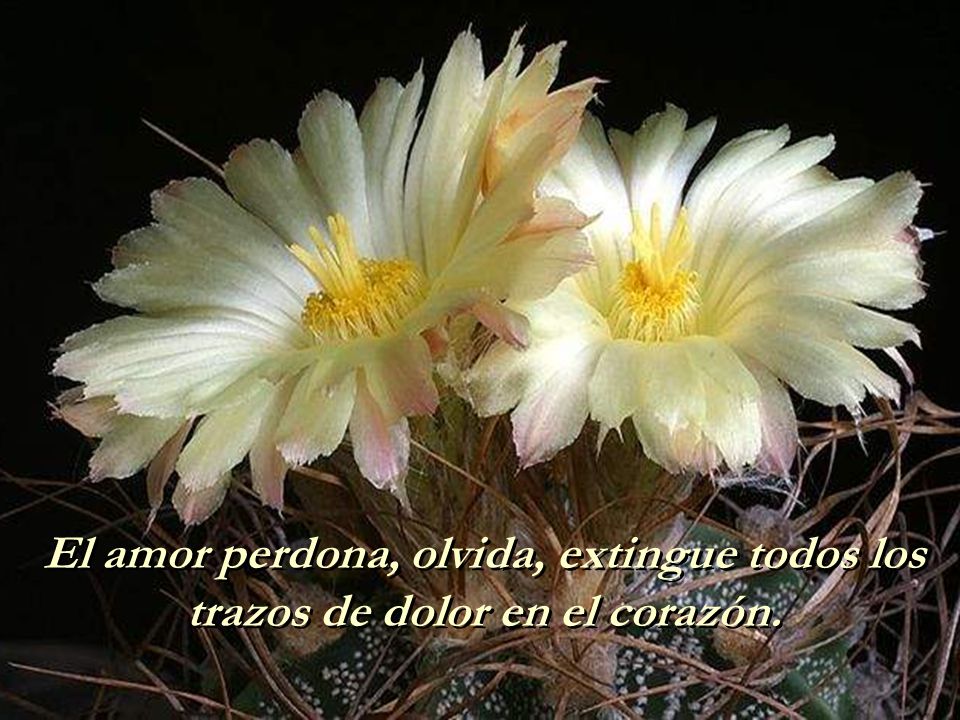 2 El amor perdona, olvida, extingue todos los trazos de dolor en el corazón.