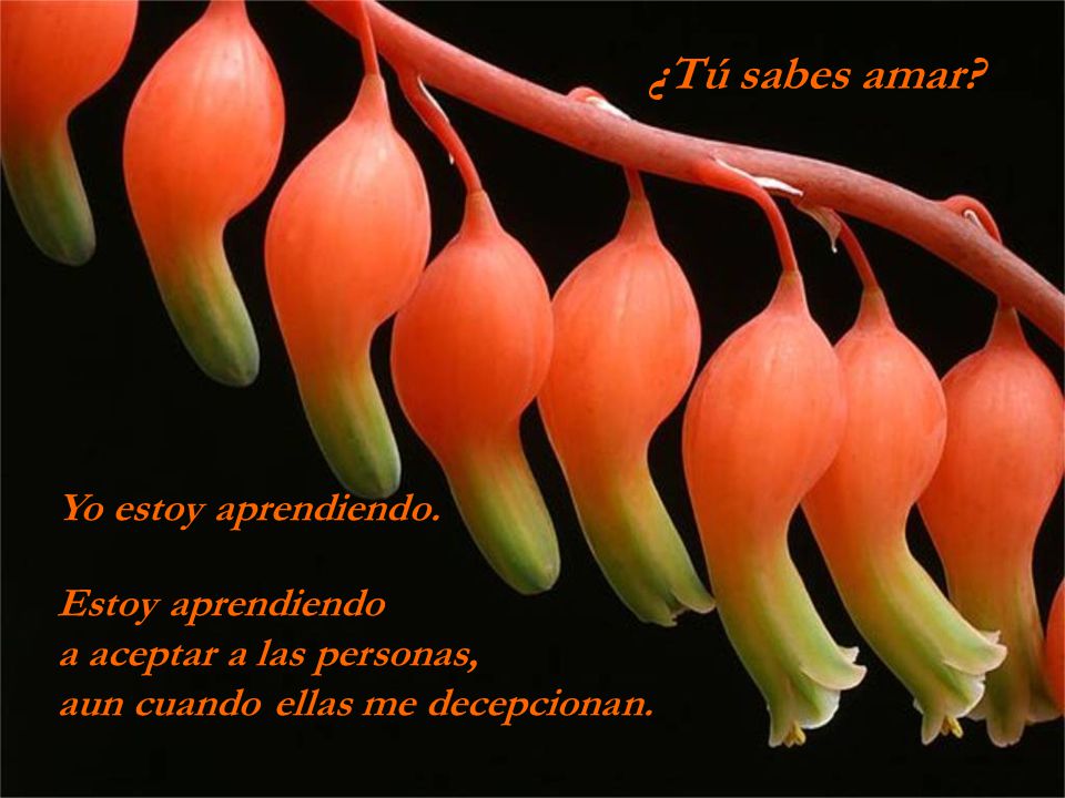 ¿Tú sabes amar Yo estoy aprendiendo. Estoy aprendiendo
