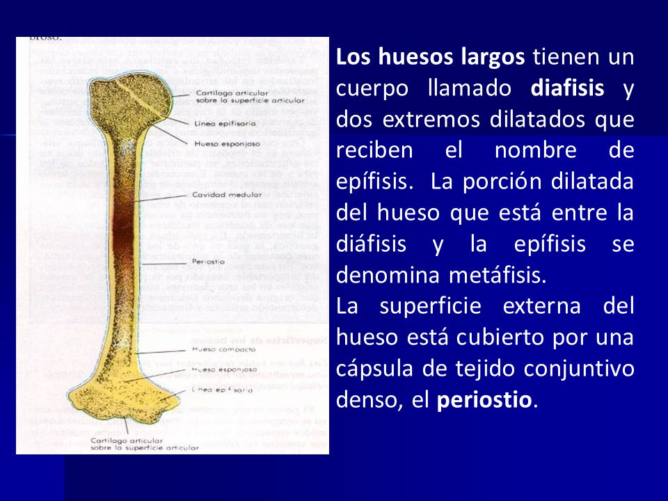 Los huesos largos tienen un cuerpo llamado diafisis y dos extremos dilatados que reciben el nombre de epífisis. La porción dilatada del hueso que está entre la diáfisis y la epífisis se denomina metáfisis.