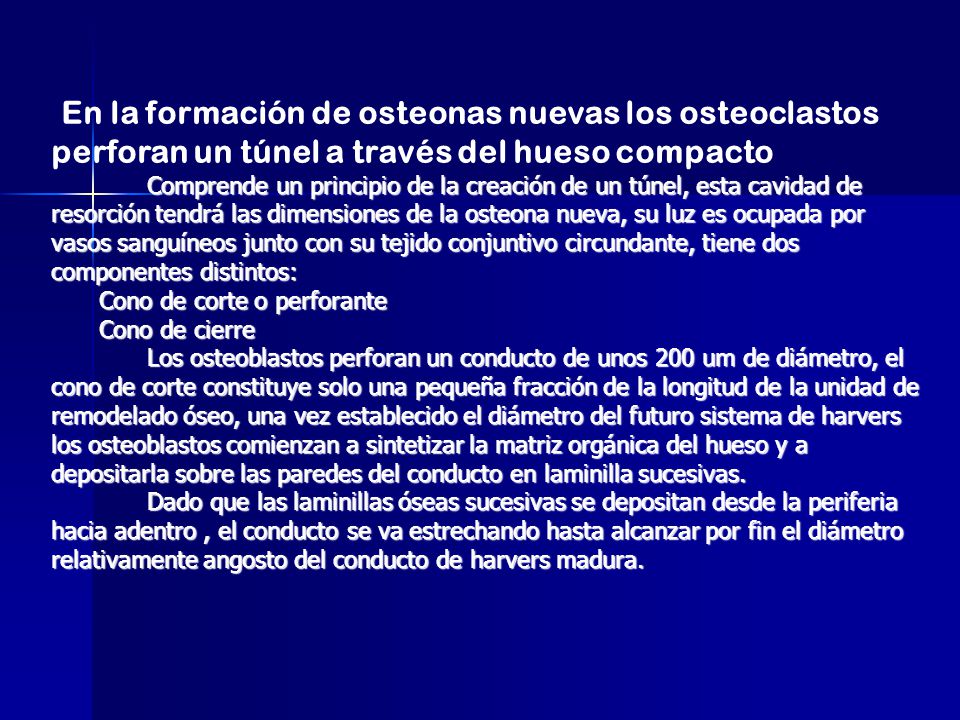 En la formación de osteonas nuevas los osteoclastos perforan un túnel a través del hueso compacto