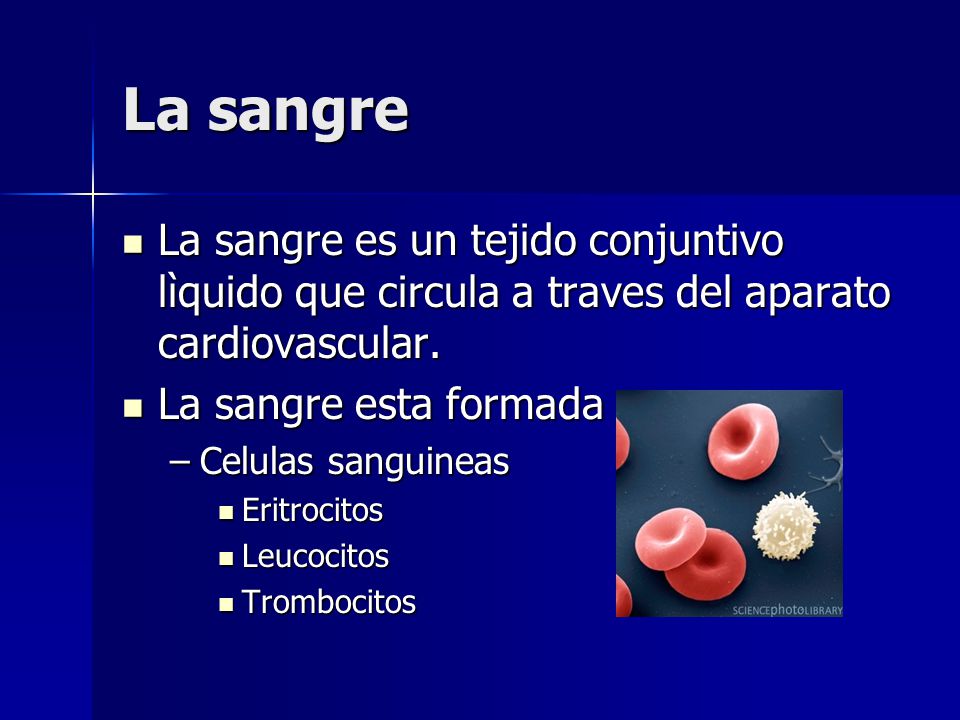 La sangre La sangre es un tejido conjuntivo lìquido que circula a traves del aparato cardiovascular.