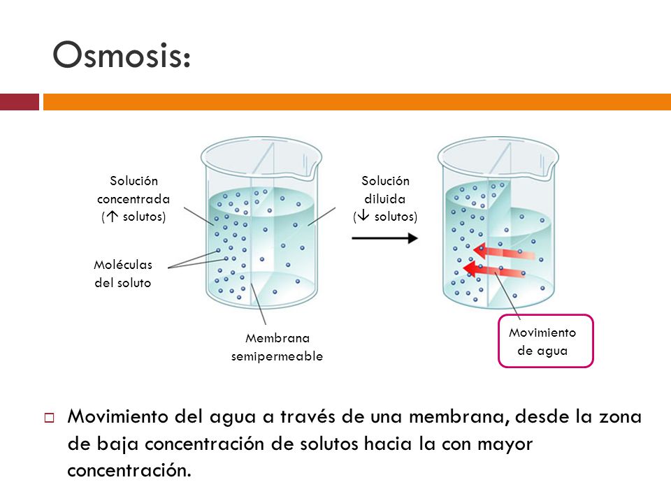 Osmosis: Membrana. semipermeable. Movimiento de agua. Moléculas del soluto. Solución concentrada.