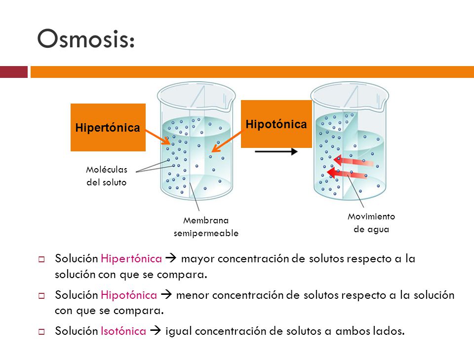Osmosis: Membrana. semipermeable. Movimiento de agua. Moléculas del soluto. Solución concentrada.