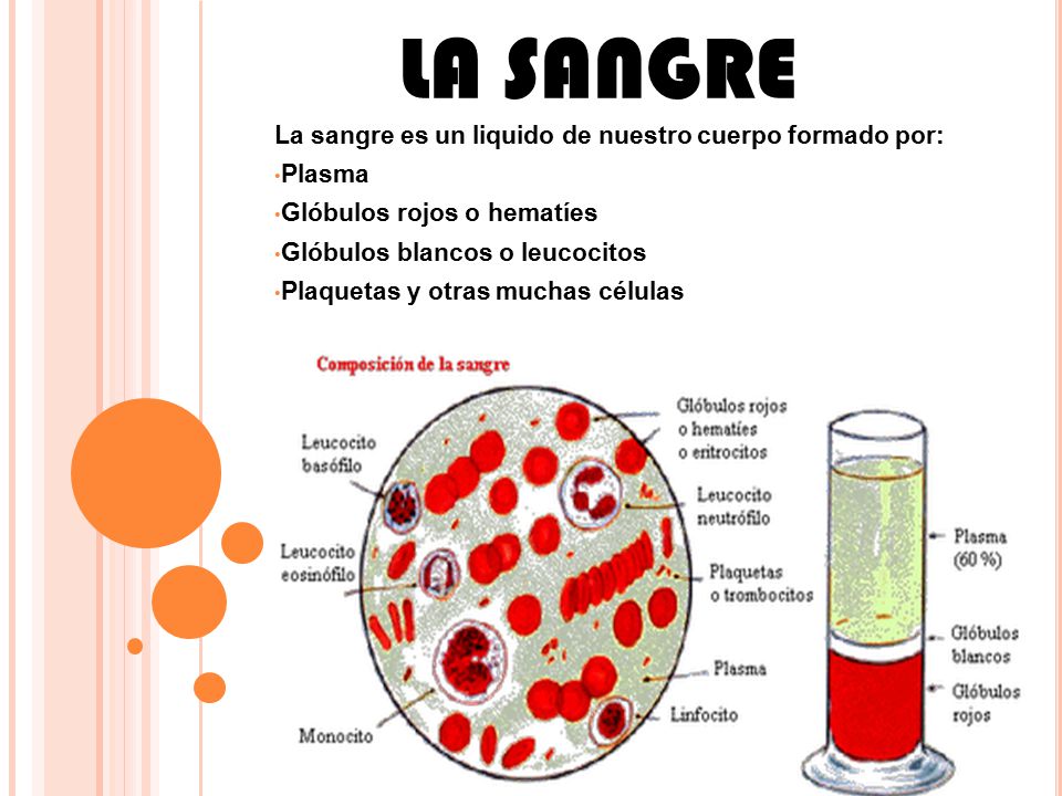 LA SANGRE La sangre es un liquido de nuestro cuerpo formado por: