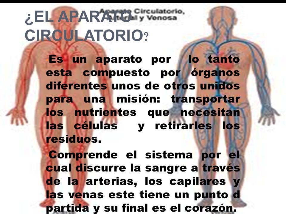 ¿EL APARATO CIRCULATORIO