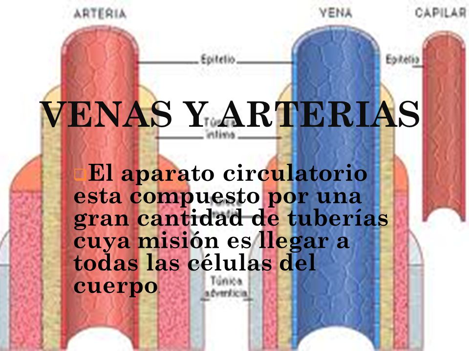 VENAS Y ARTERIAS El aparato circulatorio esta compuesto por una gran cantidad de tuberías cuya misión es llegar a todas las células del cuerpo.