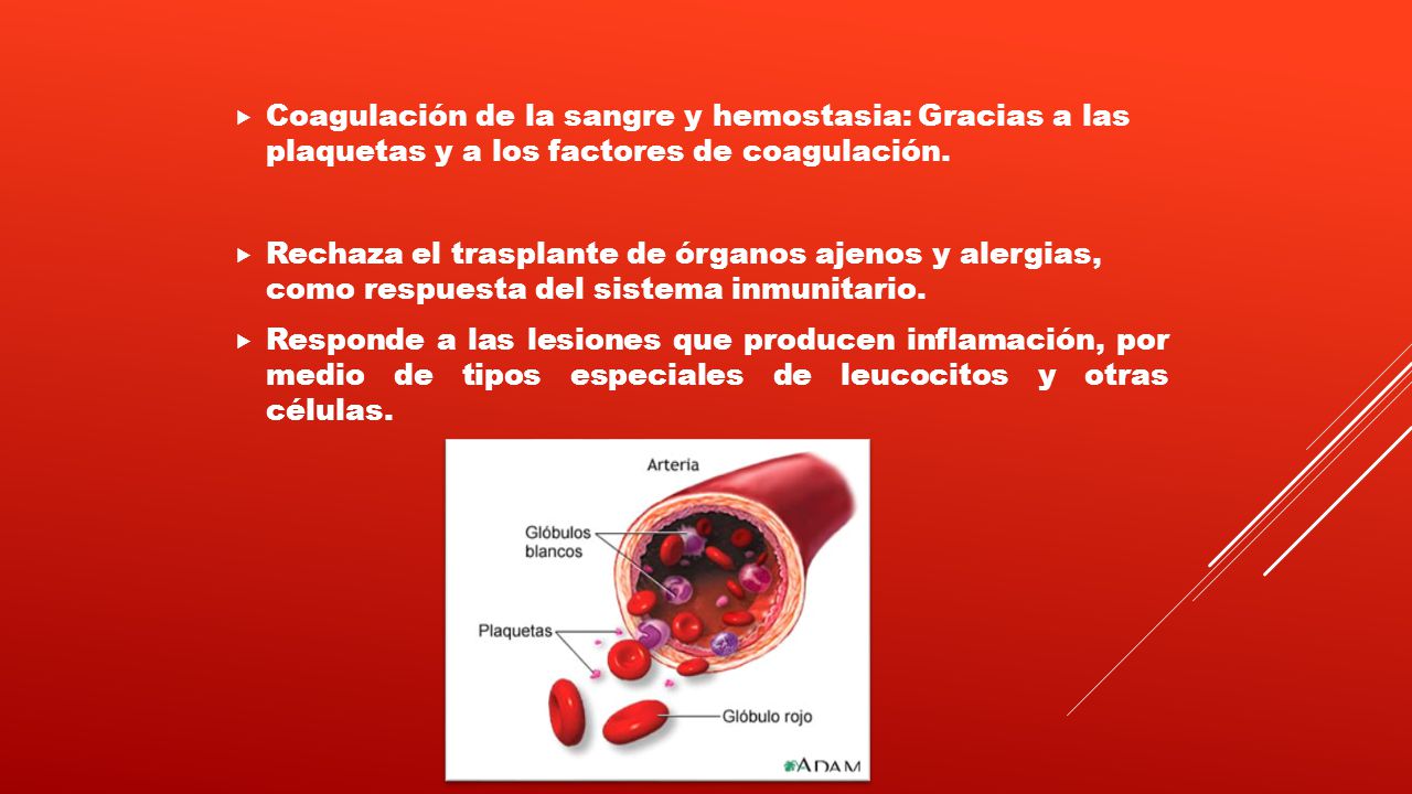 Coagulación de la sangre y hemostasia: Gracias a las plaquetas y a los factores de coagulación.