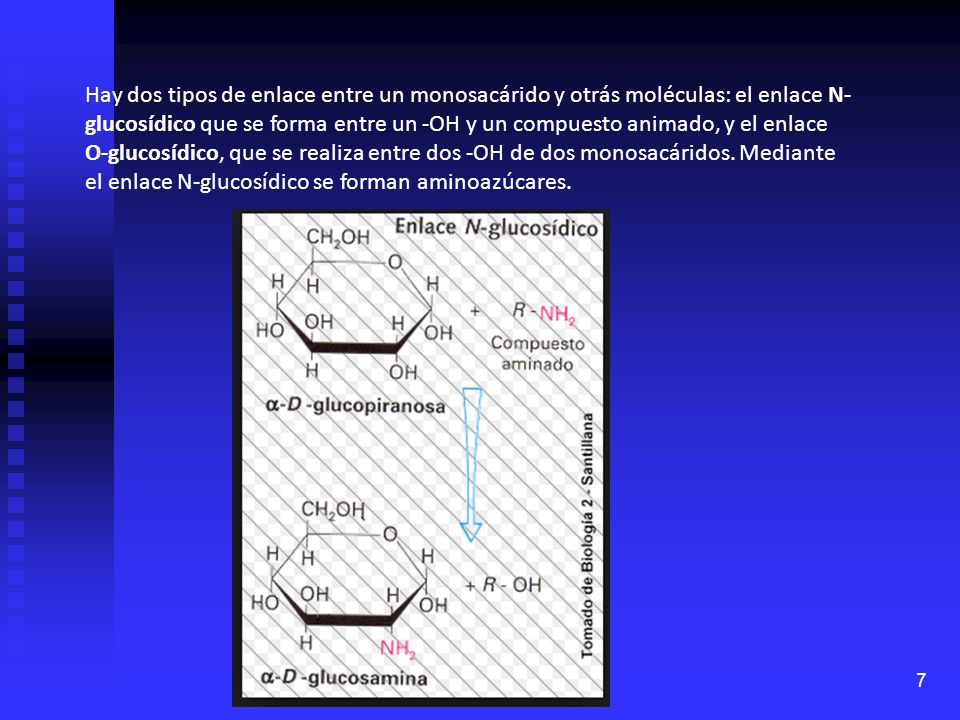 Hay dos tipos de enlace entre un monosacárido y otrás moléculas: el enlace N-glucosídico que se forma entre un -OH y un compuesto animado, y el enlace O-glucosídico, que se realiza entre dos -OH de dos monosacáridos. Mediante el enlace N-glucosídico se forman aminoazúcares.