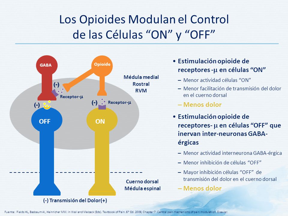 Los Opioides Modulan el Control de las Células ON y OFF