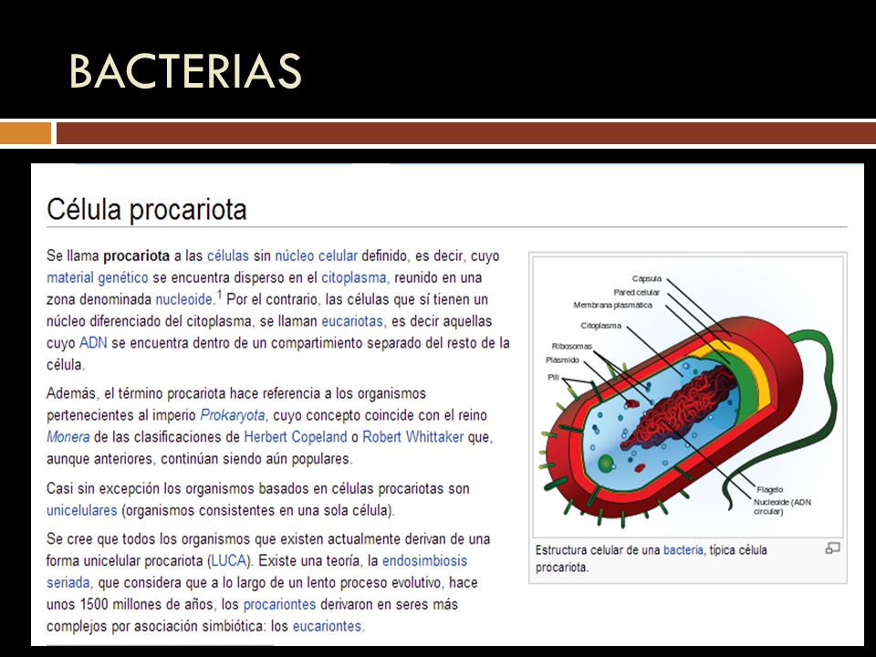 BACTERIAS