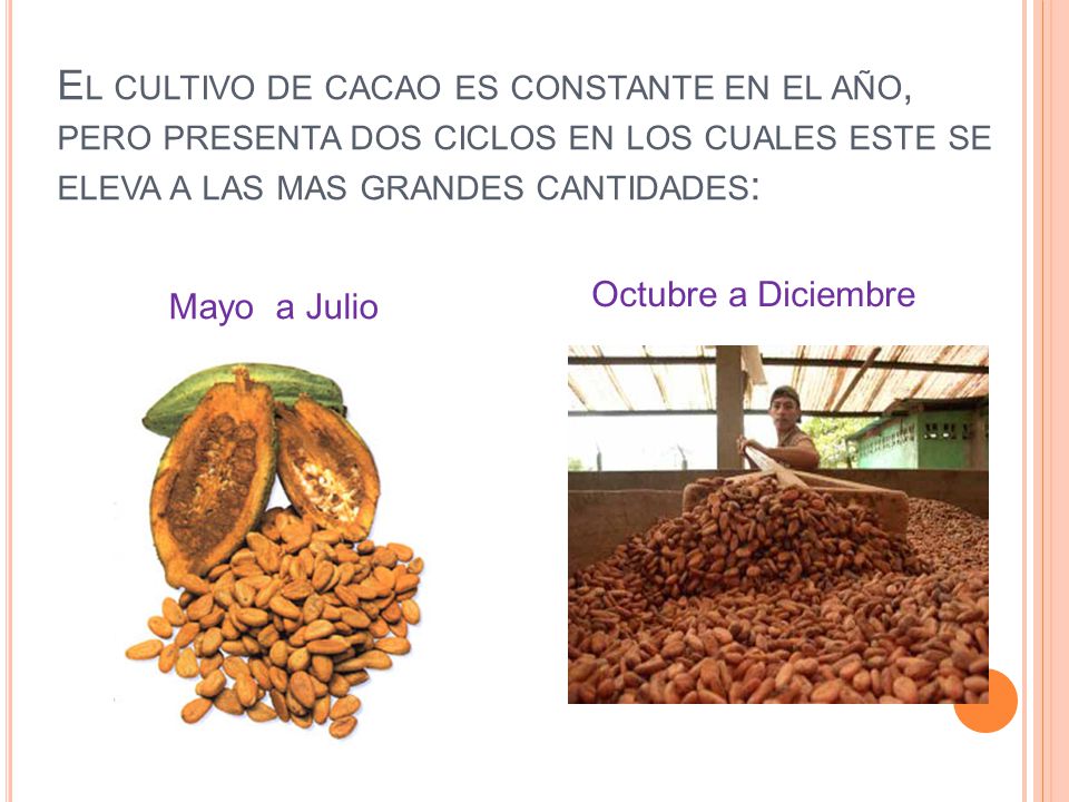 El cultivo de cacao es constante en el año, pero presenta dos ciclos en los cuales este se eleva a las mas grandes cantidades: