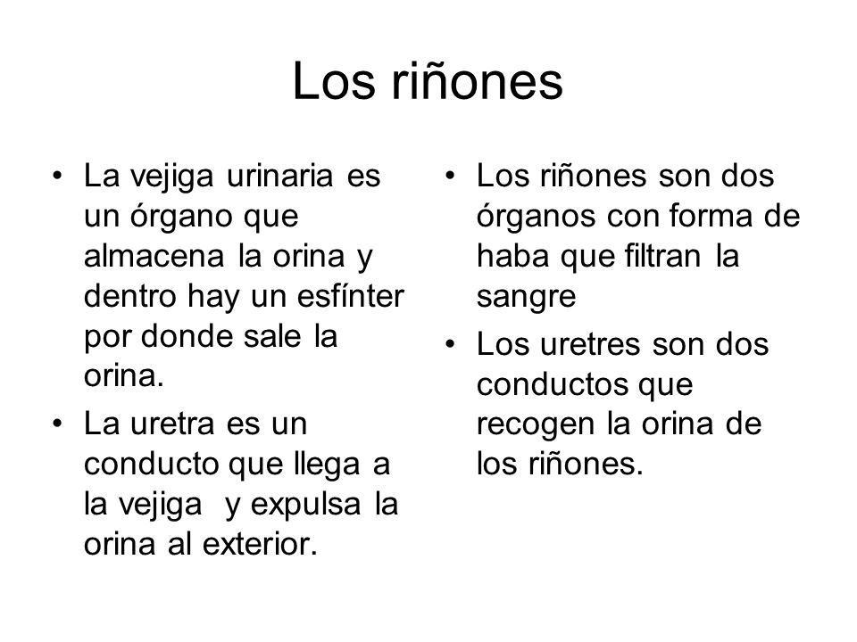 Los riñones La vejiga urinaria es un órgano que almacena la orina y dentro hay un esfínter por donde sale la orina.