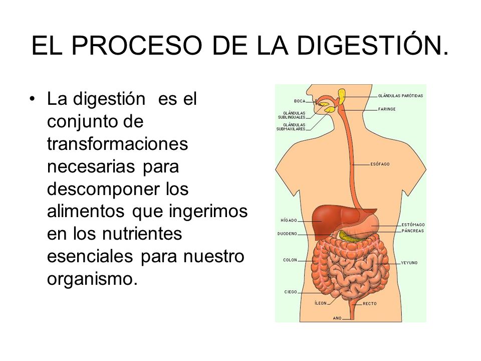 EL PROCESO DE LA DIGESTIÓN.