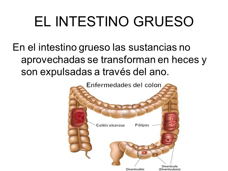 EL INTESTINO GRUESO En el intestino grueso las sustancias no aprovechadas se transforman en heces y son expulsadas a través del ano.