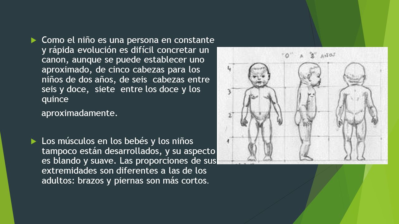 Como el niño es una persona en constante y rápida evolución es difícil concretar un canon, aunque se puede establecer uno aproximado, de cinco cabezas para los niños de dos años, de seis cabezas entre seis y doce, siete entre los doce y los quince