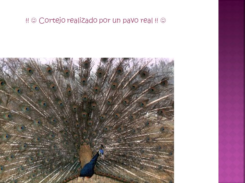 !!  Cortejo realizado por un pavo real !! 