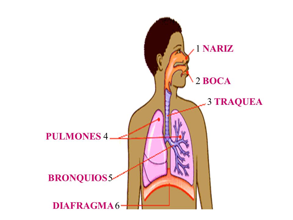 1 NARIZ 2 BOCA 3 TRAQUEA PULMONES 4 BRONQUIOS 5 DIAFRAGMA 6