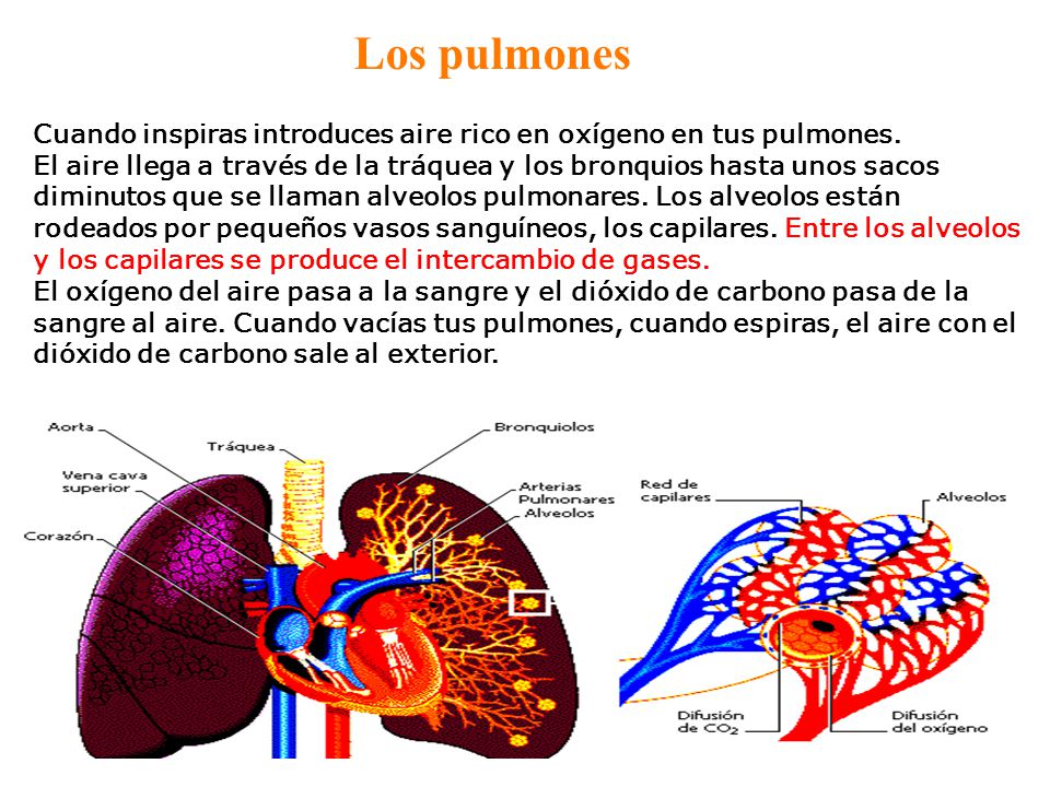 Los pulmones Cuando inspiras introduces aire rico en oxígeno en tus pulmones.