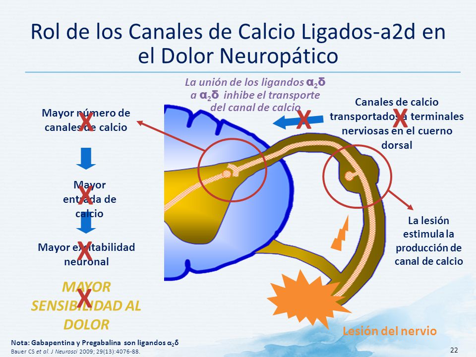 Rol de los Canales de Calcio Ligados-a2d en el Dolor Neuropático