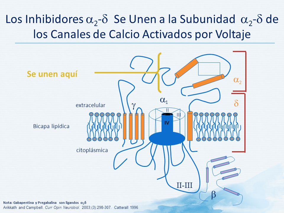 Los Inhibidores 2- Se Unen a la Subunidad 2- de los Canales de Calcio Activados por Voltaje